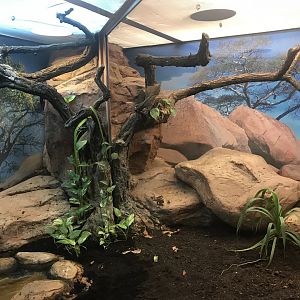 Venomous Creatures house - Eastern green mamba exhibit 171018