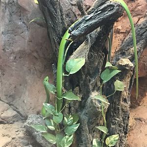 Venomous Creatures house - Eastern green mamba 171018