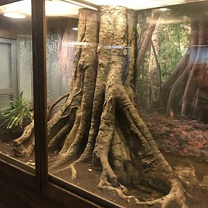 Venomous Creatures house - Forest cobra exhibit 171018