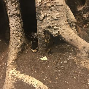 Venomous Creatures house - Forest cobra 171018