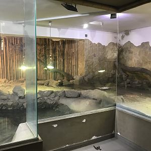 Komodo dragon exhibit 171018