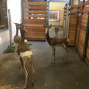 Savanna House - Addra gazelle indoors 171018