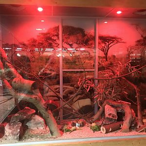 Savanna House - Acacia rat exhibit 171018