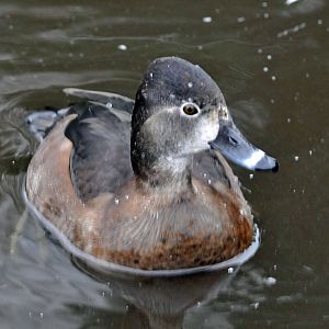 possibly same species but would like id please?