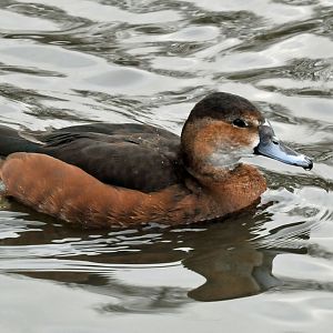 possibly same species but would like id please?