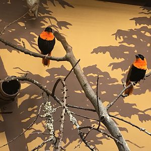 Savanna House - Red bishops 171018