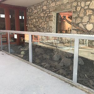 Savanna House - Banded mongoose exhibit 171018