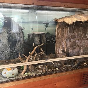 Savanna House - Spiny mouse exhibit 171018