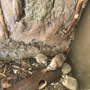 Savanna House - Cairo spiny mice 171018
