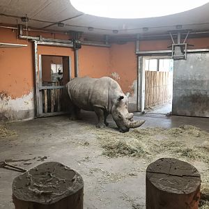 Savanna House - Southern white rhinoceros indoors 171018