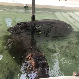 Hippopotamus 171018
