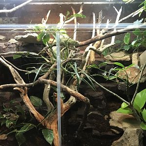 Magic Mountain - Jackson's chameleon 171018