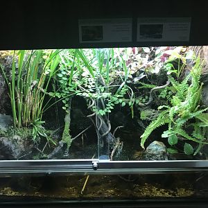 Magic Mountain - Crab exhibit 171018