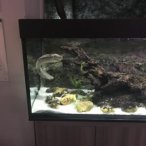 Magic Mountain - West African lungfish 171018