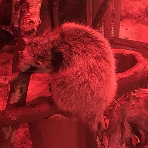 Magic Mountain - Northern Luzon giant cloud rat 171018