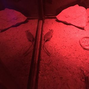 Magic Mountain - Persian jird 171018