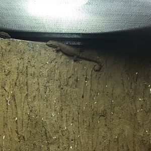 Magic Mountain - Mourning gecko 171018