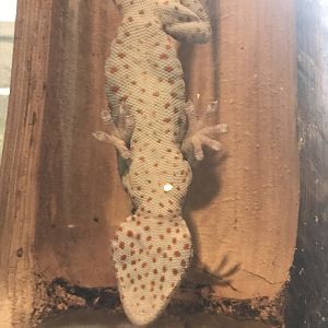 Magic Mountain - Tokay gecko 171018