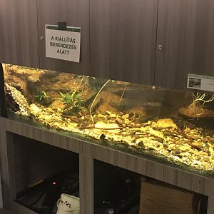 Magic Mountain - Mata mata exhibit 171018