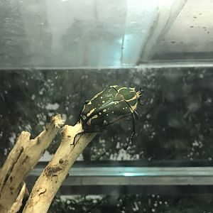 Magic Mountain - Flower beetle 171018