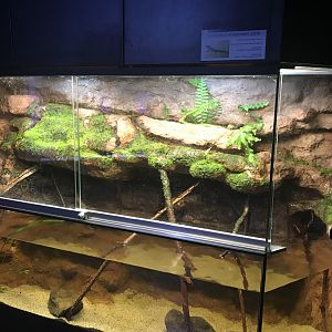 Magic Mountain - Sword-tailed newt exhibit 171018