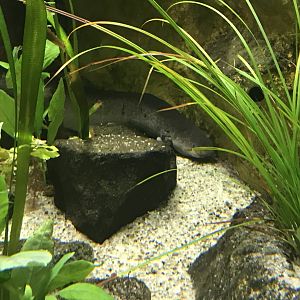 Magic Mountain - Greater siren 171018