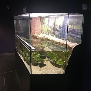 Magic Mountain - Greater siren exhibit 171018