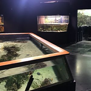 Magic Mountain - Aquarium section 171018