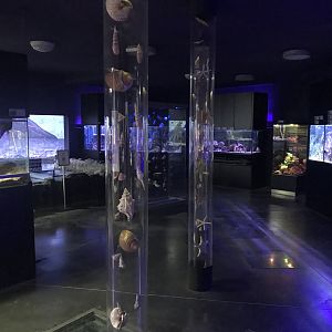 Magic Mountain - Aquarium section 171018