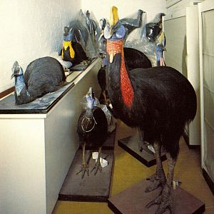 Cassowary Subspecies ID?