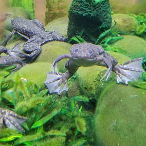 African Clawed Frog, Amazonia