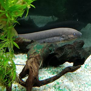 South American Lungfish, Amazonia