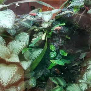 Strawberry Poison Frog, Amazonia