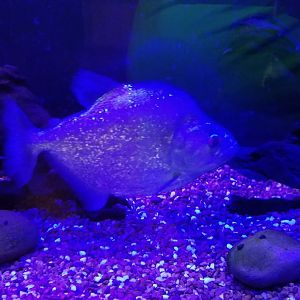 Violet Line Piranha, Amazonia