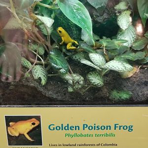Golden Poison Frog, Amazonia
