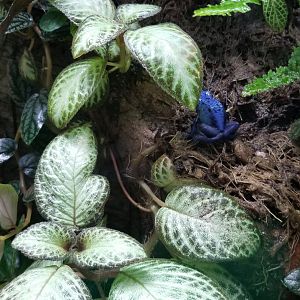 Blue Poison Frog, Amazonia