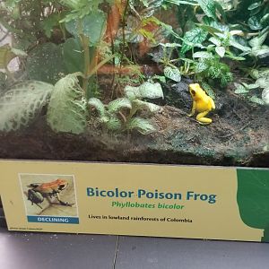 Bicolor Poison Frog, Amazonia