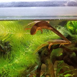 Eastern Red Spotted Newt, Amazonia