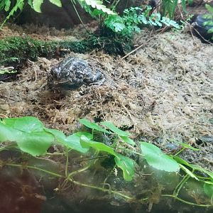 Fowler's Toad, Amazonia
