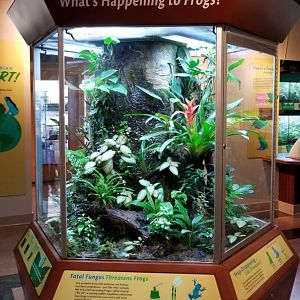 Poison Frogs Terranium, Amazonia