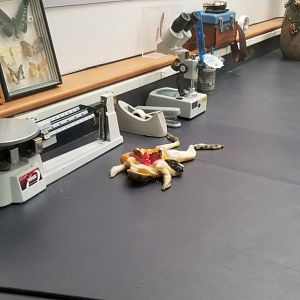 Frog anatomy, Amazonia