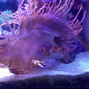 Tube Anemone and Clown Anemonefish, Amazonia