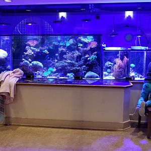 Corals and Anemones, Amazonia