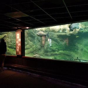 Arapaima, black pacu, etc tank, Amazonia