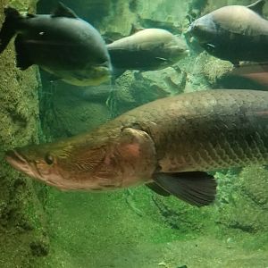 Arapaima, Black Pacu, Amazonia