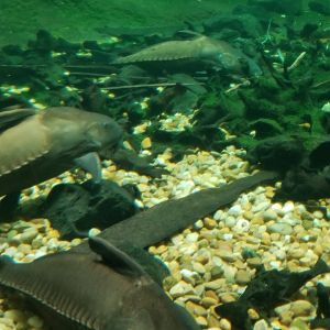 Black Doradid, Amazonia