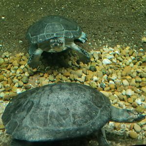 Arrau Turtle, Amazonia