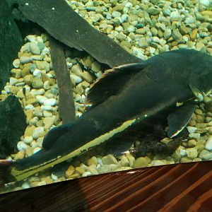 Redtail Catfish, Amazonia
