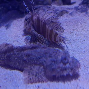 Zebra Turkeyfish and Scorpionfish