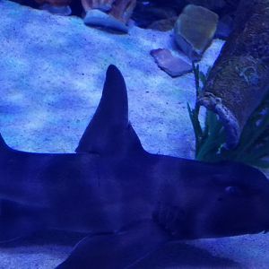 Japanese Bullhead Shark